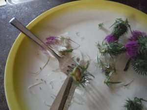 foraging milk thistle nuts