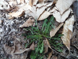 dandy in spring