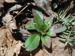 early eve primrose