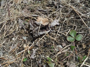 early strawb leaf and clover