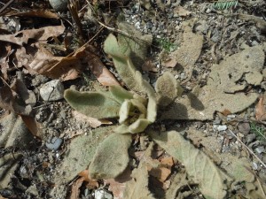 mullein in spring