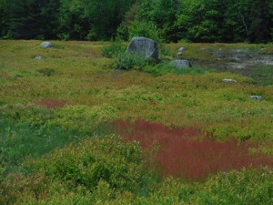 Sheep Sorrel bright red in the wild blueberry barren.