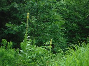 foraging in Maine