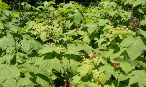 foraging wild raspberries