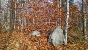 Young Beech in November