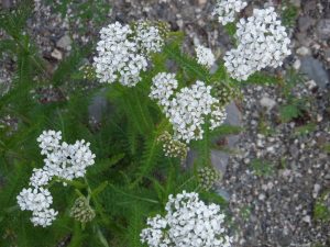 Yarrow flowering herb in the wild