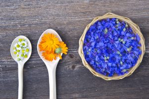 foraging herbs