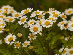 feverfew-8173_1920