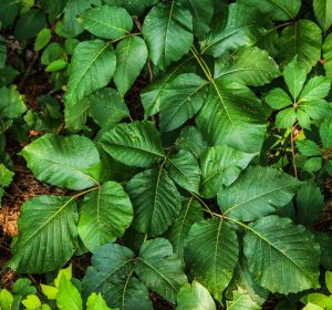 herbal remedies for poison ivy