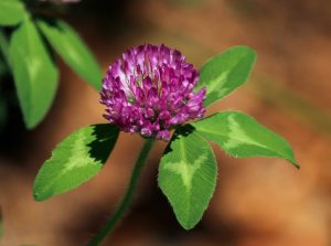 red-clover-flower-113867_1920