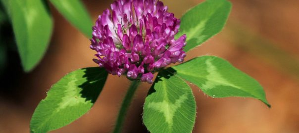 gorgeous red clover with vibrant green leaves