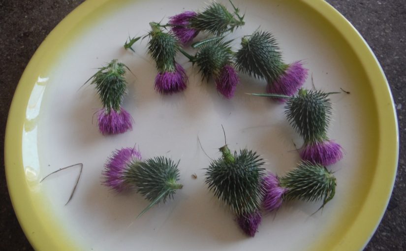 Foraging Milk Thistle Nuts (& seeds)