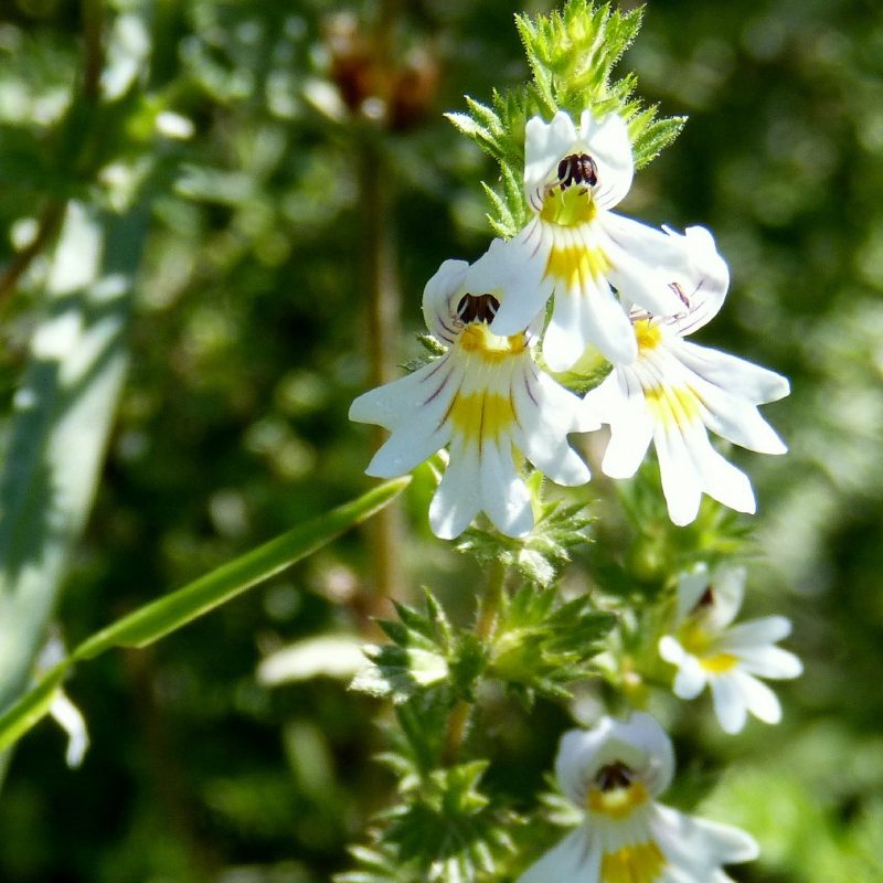 foraging-eyebright-for-eye-health-boondocks-botanicals