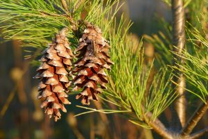 DIY Pine Essential Oil