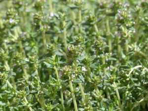 Making Thyme Essential Oil