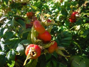 Foraging Rose Hips