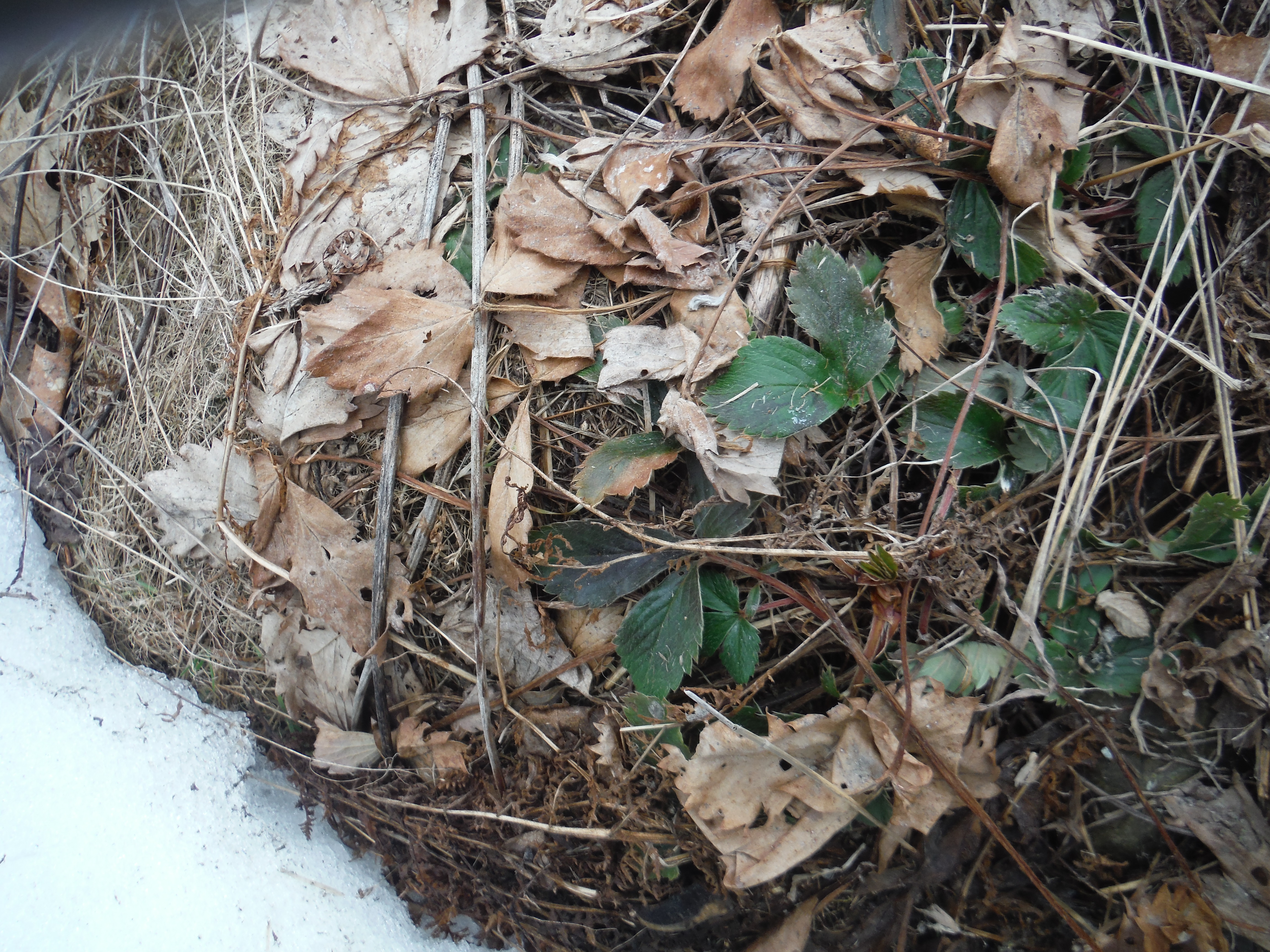 forage strawberry leaf