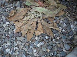 forage mullein