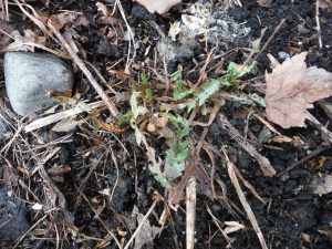 forage dandelion