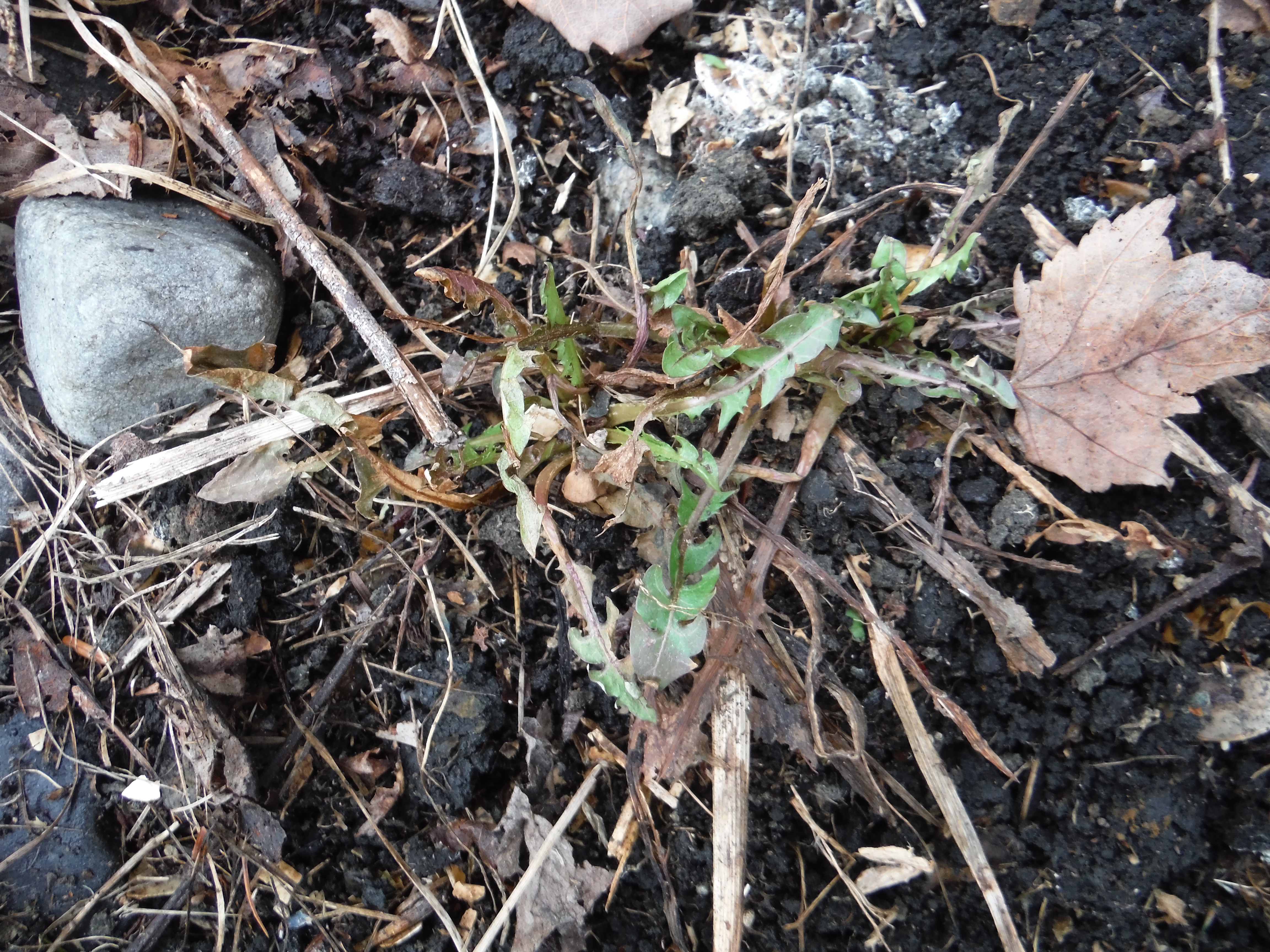 forage dandelion