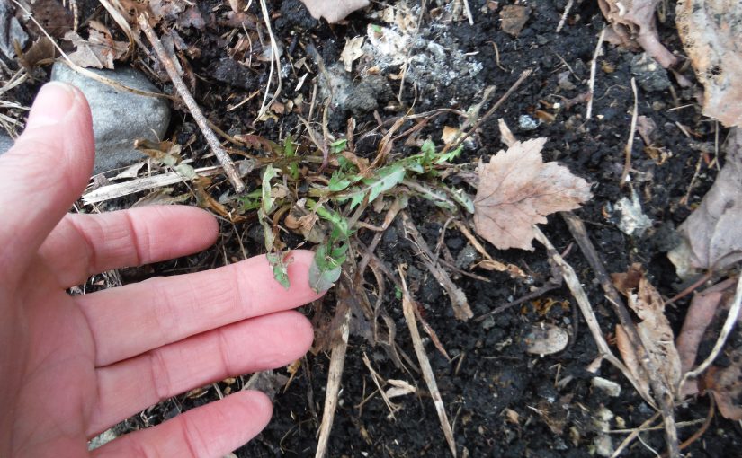 First Signs of Spring – Young Edible Herbs to Forage