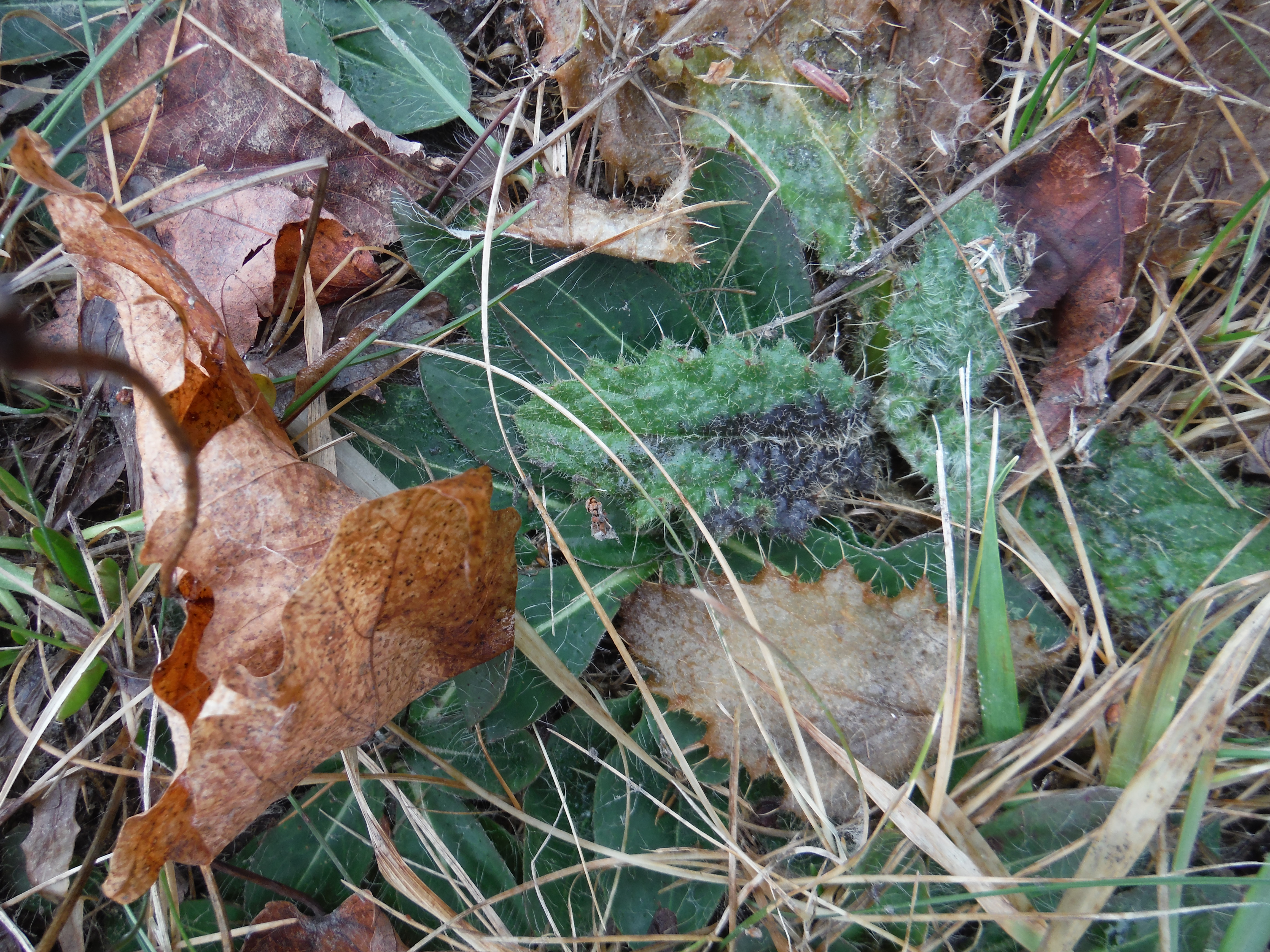 forage milk thistle